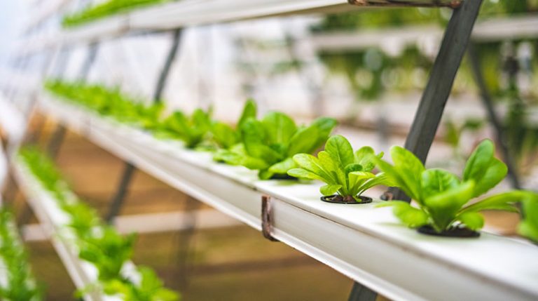 Organic Hydroponic Gardening