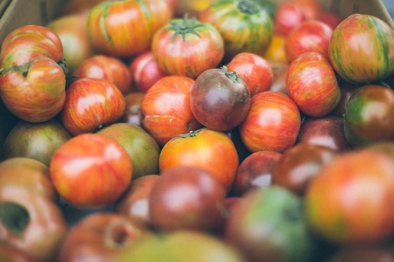 Fertilizing Tomatoes