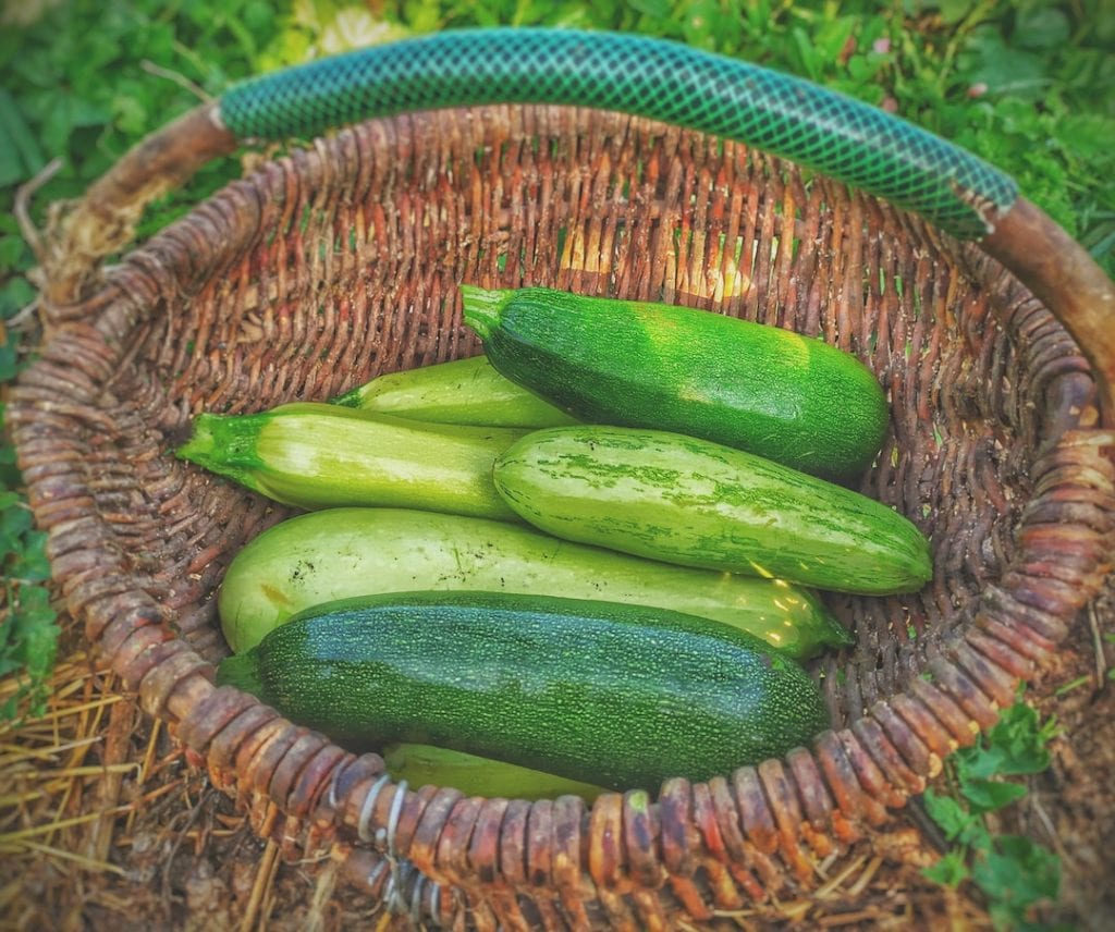 zucchini, vertical gardening