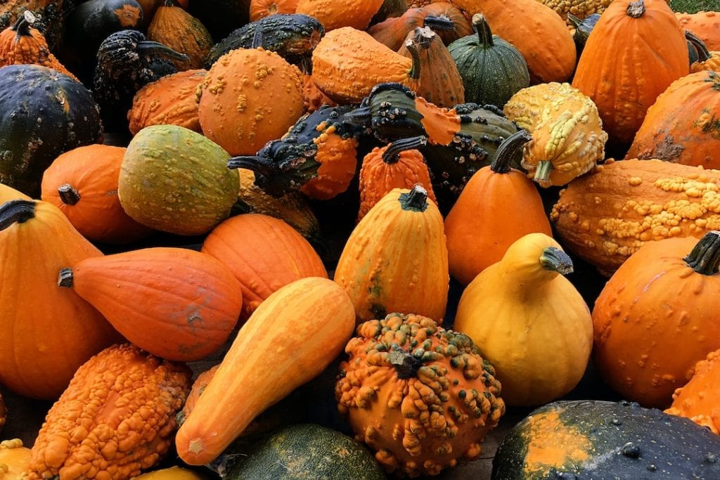 Growing Squash from Sowing to Harvest