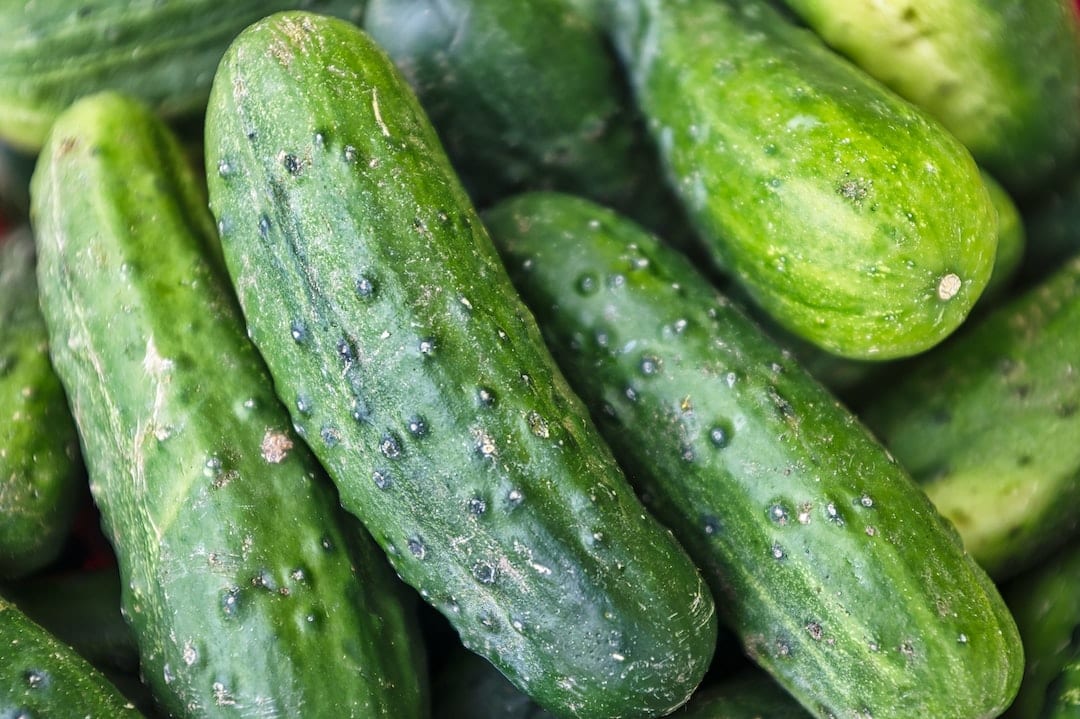 growing cucumbers