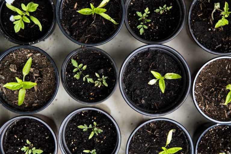 What to Plant in June for Self-Sufficiency