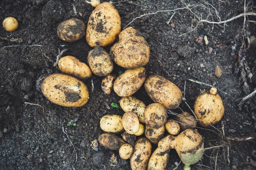 planting potatoes in june