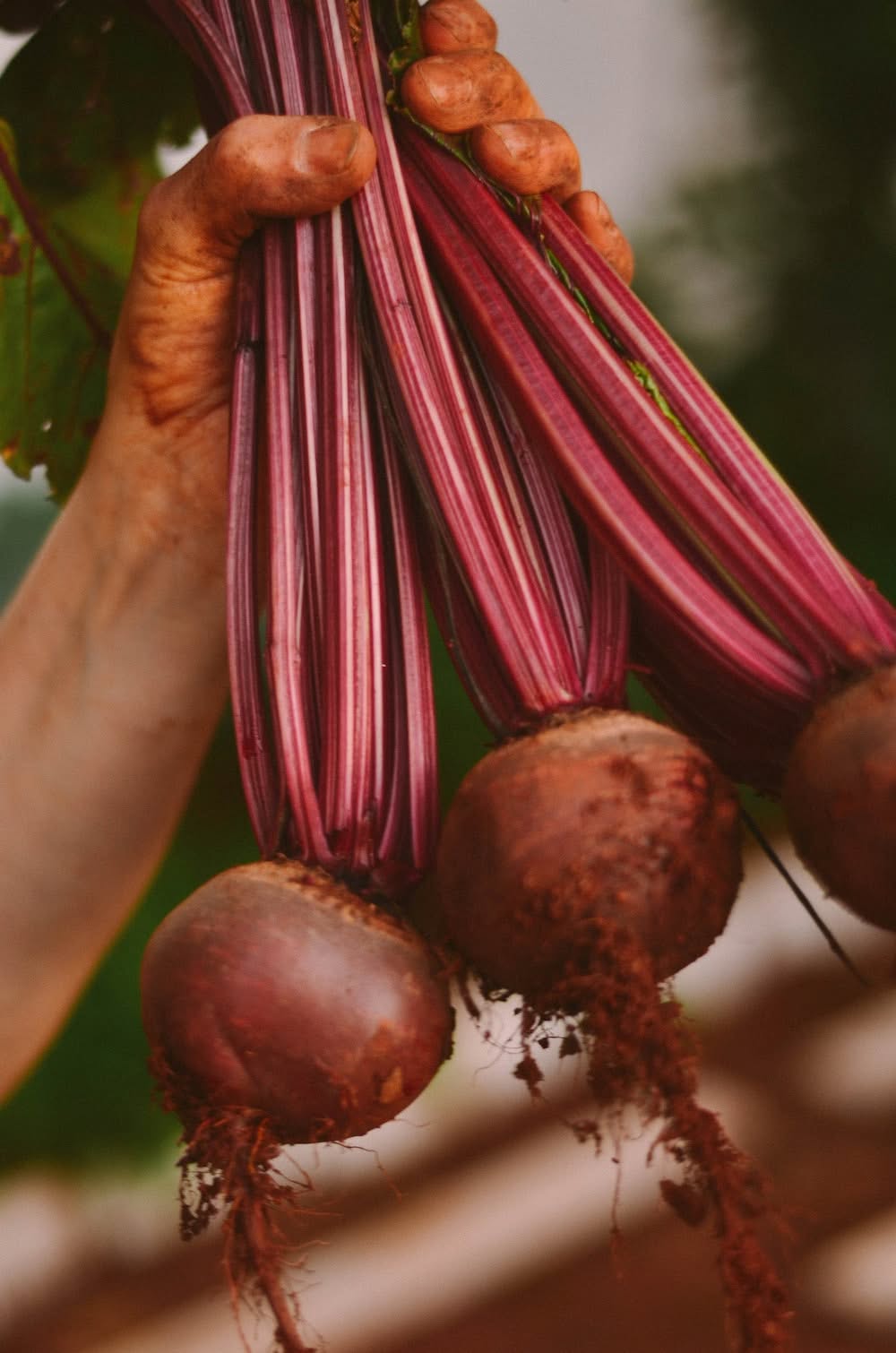 How to Grow Beets Year-Round