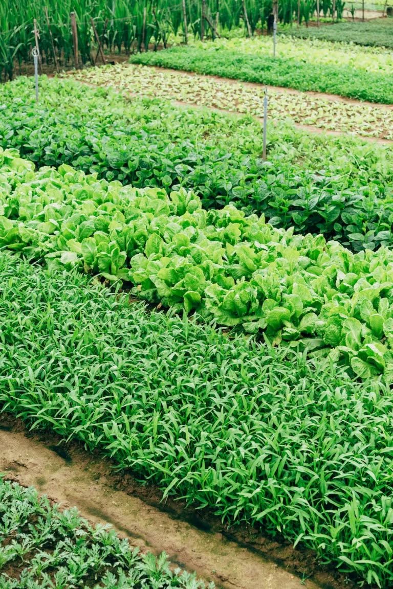 Companion planting