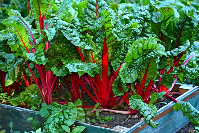 Fall Gardening plants