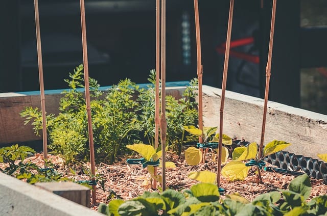 Raised Bed Vegetable Garden